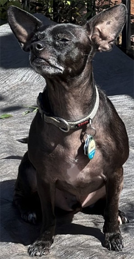 Frodo the dog