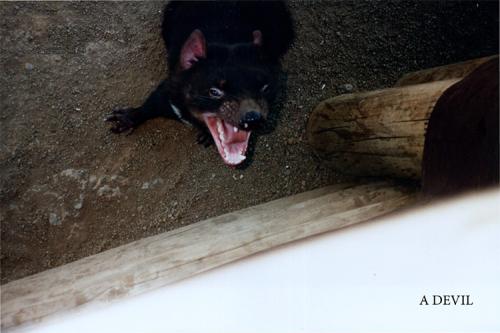A Devil
