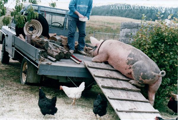 Matilda Boarding Ute