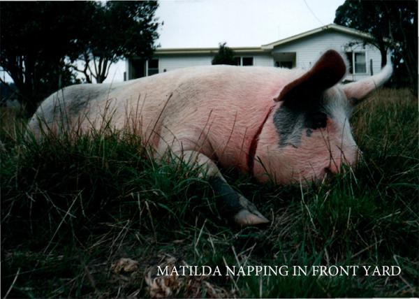 Matilda napping in front yard