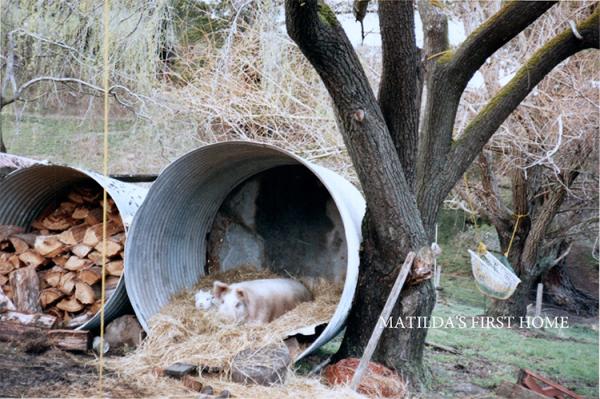 Matilda's first home under willow tree