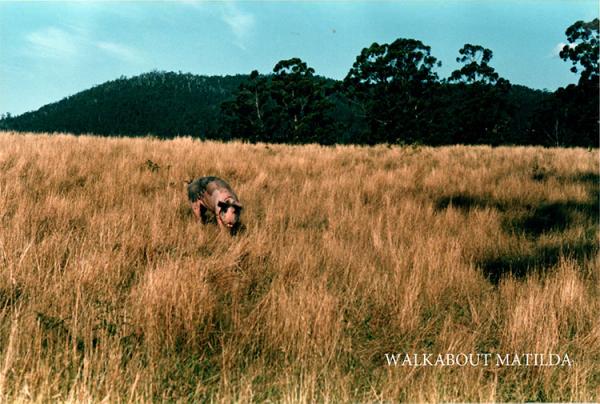 Walkabout Matilda